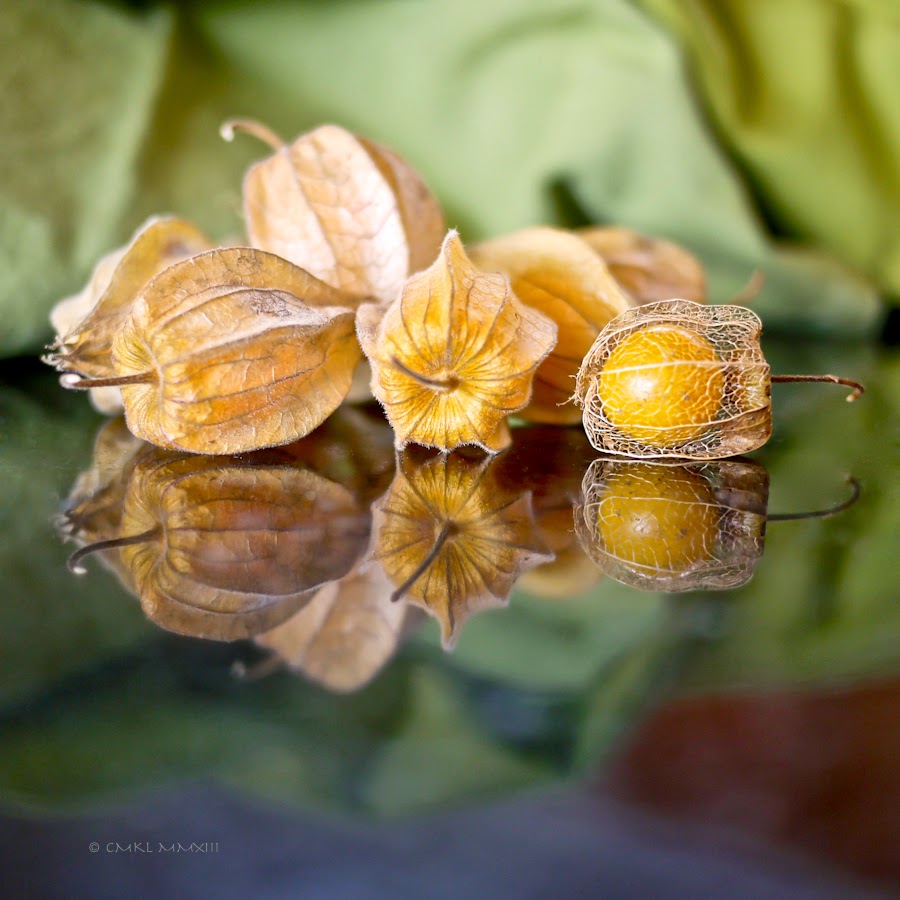 37e30-uchuva-05-1190477