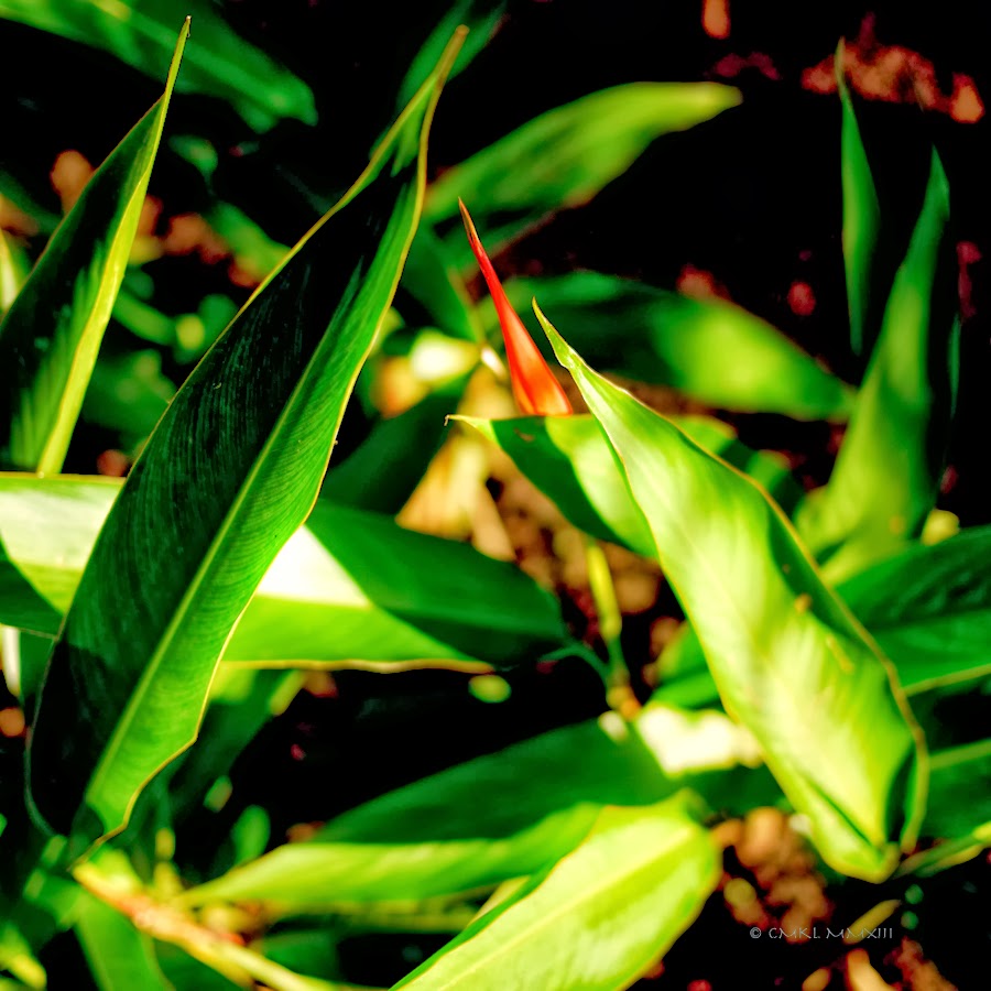 65c90-garden-finished-07-1200080