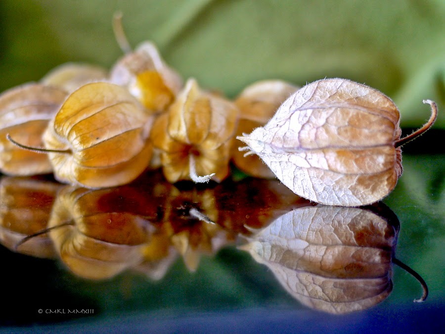 72eb9-uchuva-03-1190471