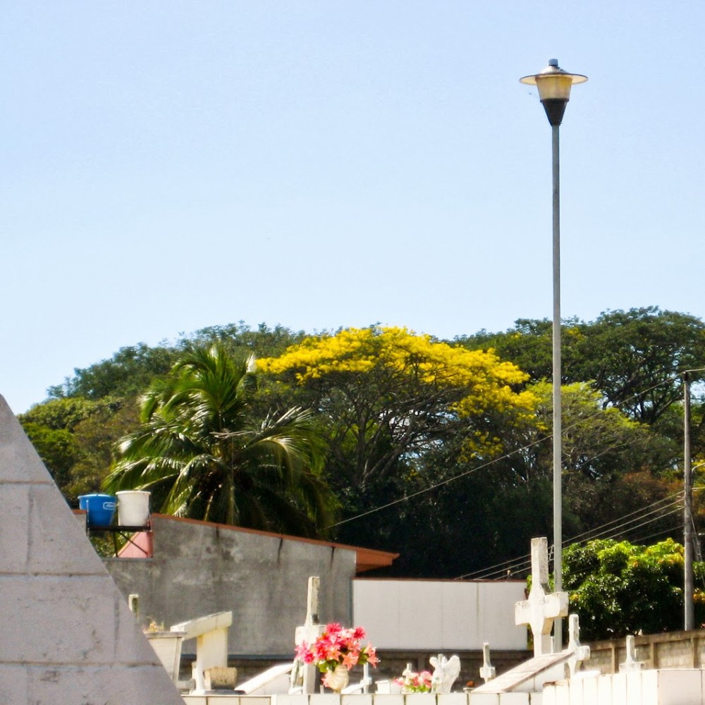 8e30b-cortezamarillo01-lr-0392