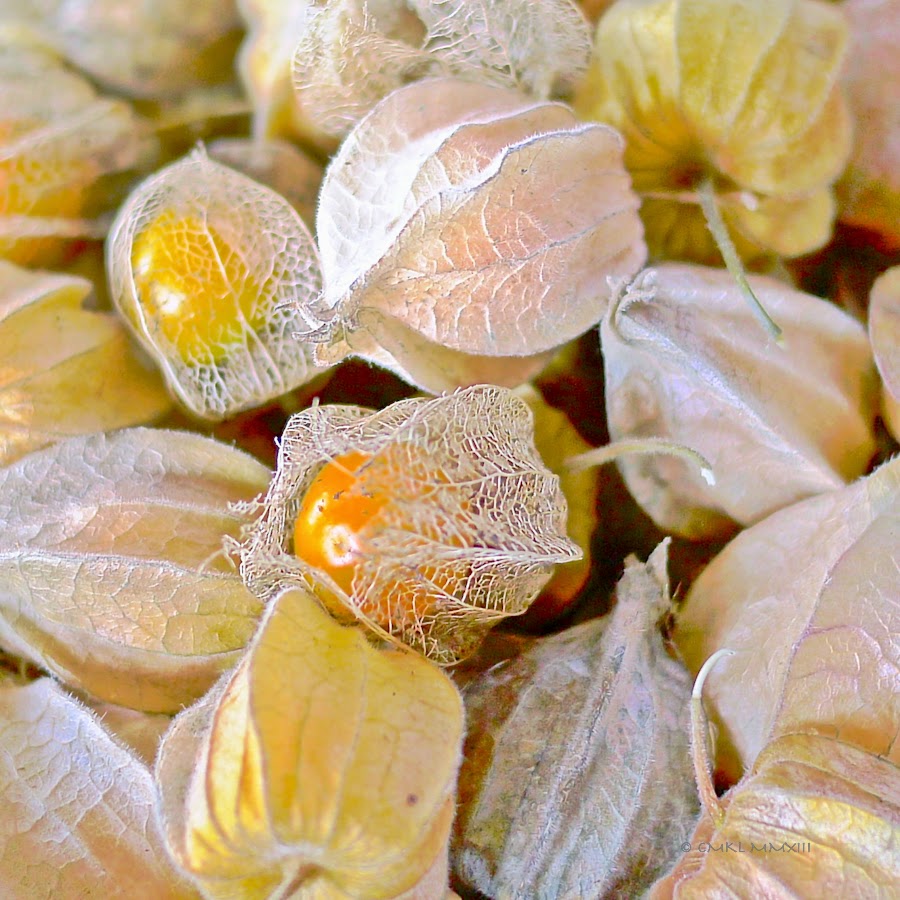 a9ee8-uchuva-01-1190410