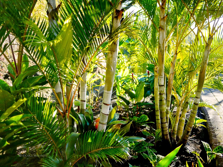 bd758-garden-finished-08-1200069