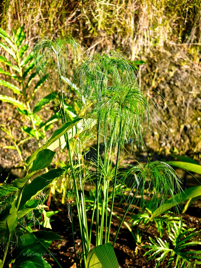 db34e-garden-finished-04-1200072