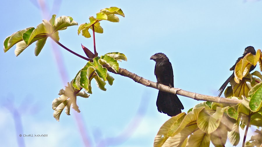 56c8b-ani-01-1200296