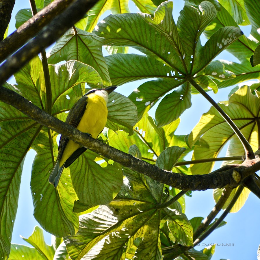 7d9de-kiskadee-1200117