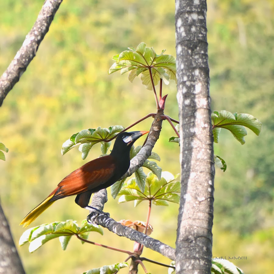 aa572-oropendola-04-1200907