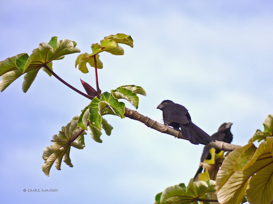 c4ef3-ani-02-1200334