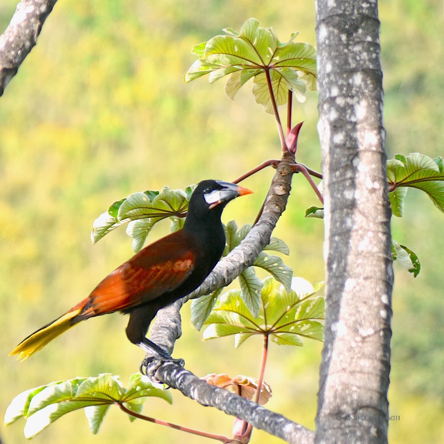 e660e-oropendola-03-1200904
