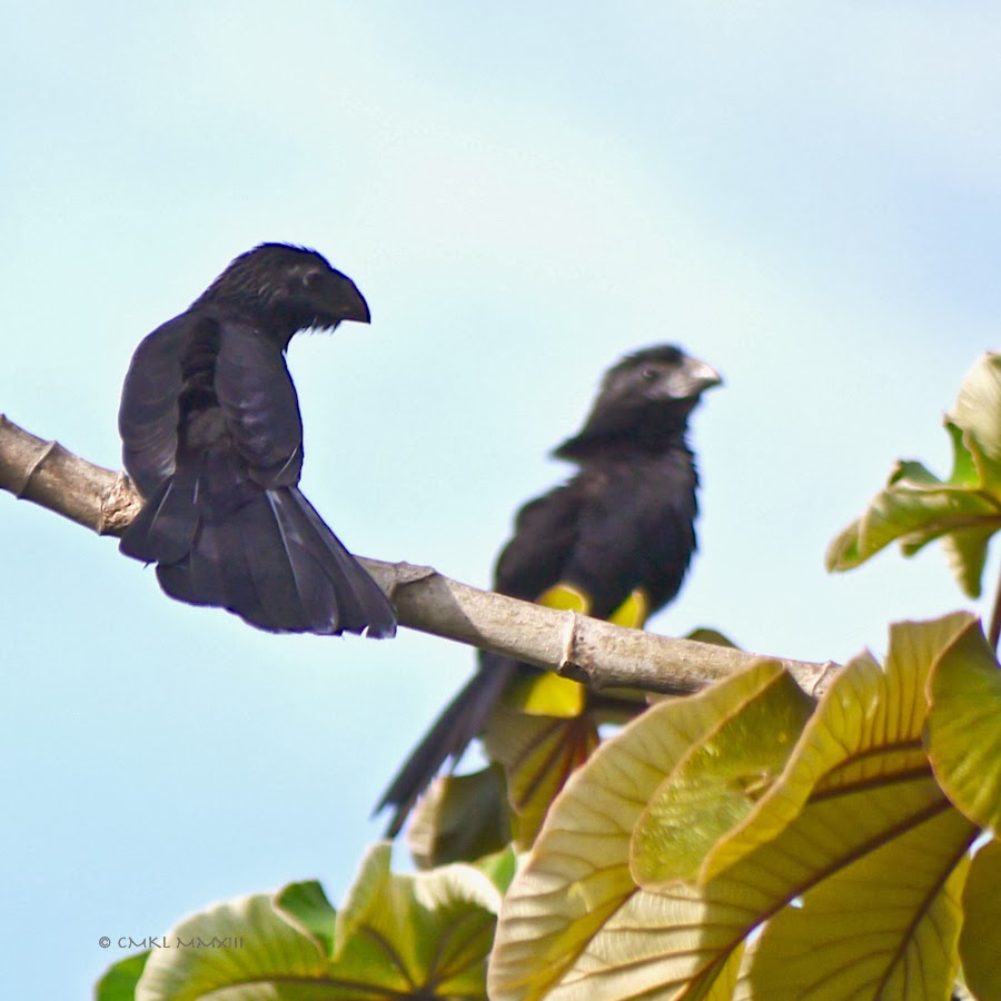 e9458-ani-03-1200302