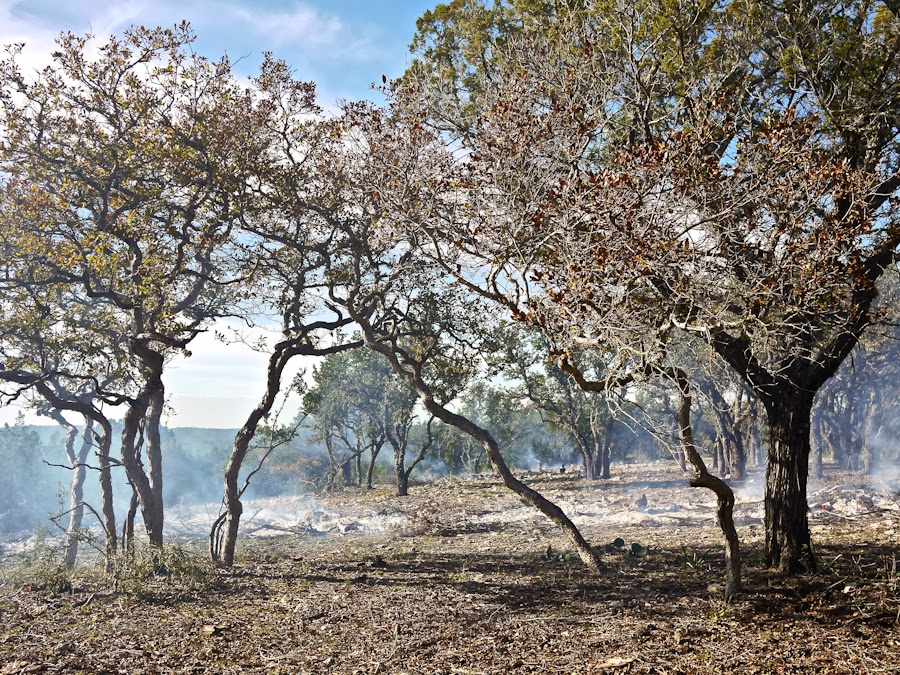 895e6-bonfire-15-1210554