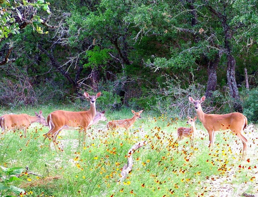 58321-whitetailedwfawns