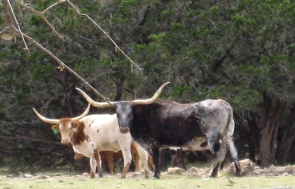 bf576-y-o-cattle