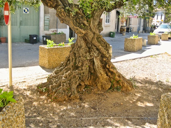 b2bdf-montpeyroux-16-6828