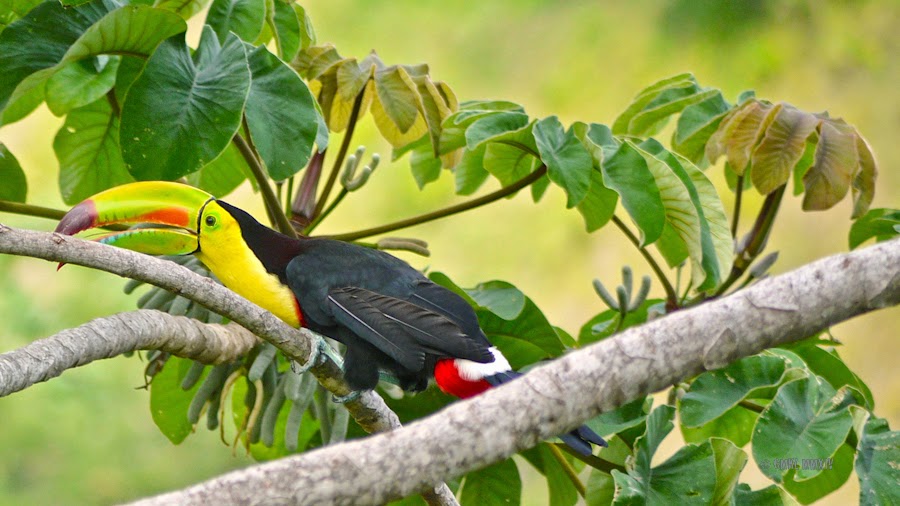 21802-toucan-01-1260297