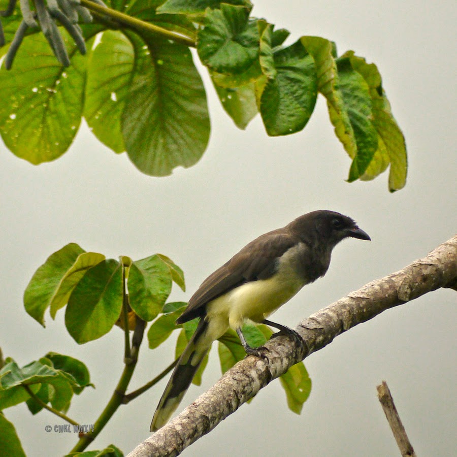 30e72-brownjay-01-1260723