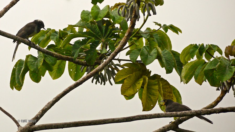 7a059-brownjay-14-1260871