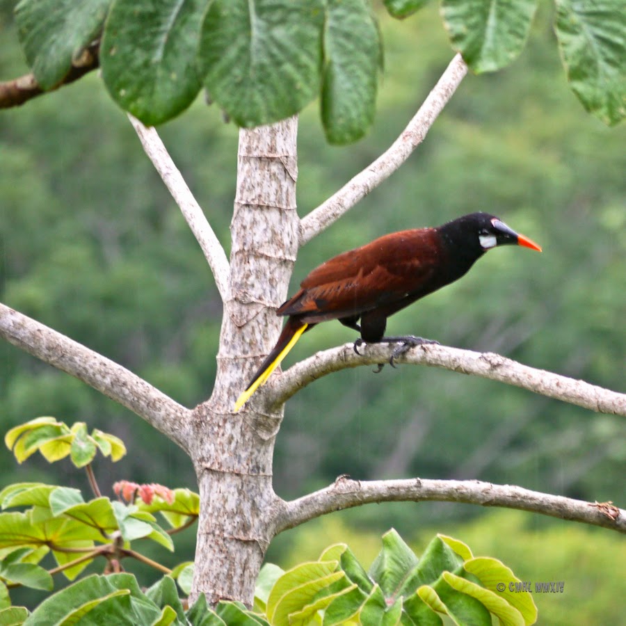 7fb6e-oropendola-04-1260566