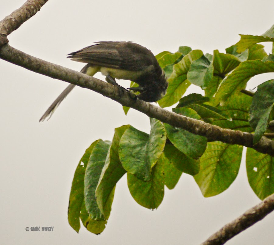 b8272-brownjay-17-1260863