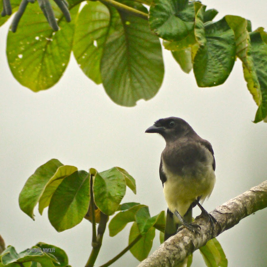 beac7-brownjay-02-1260725