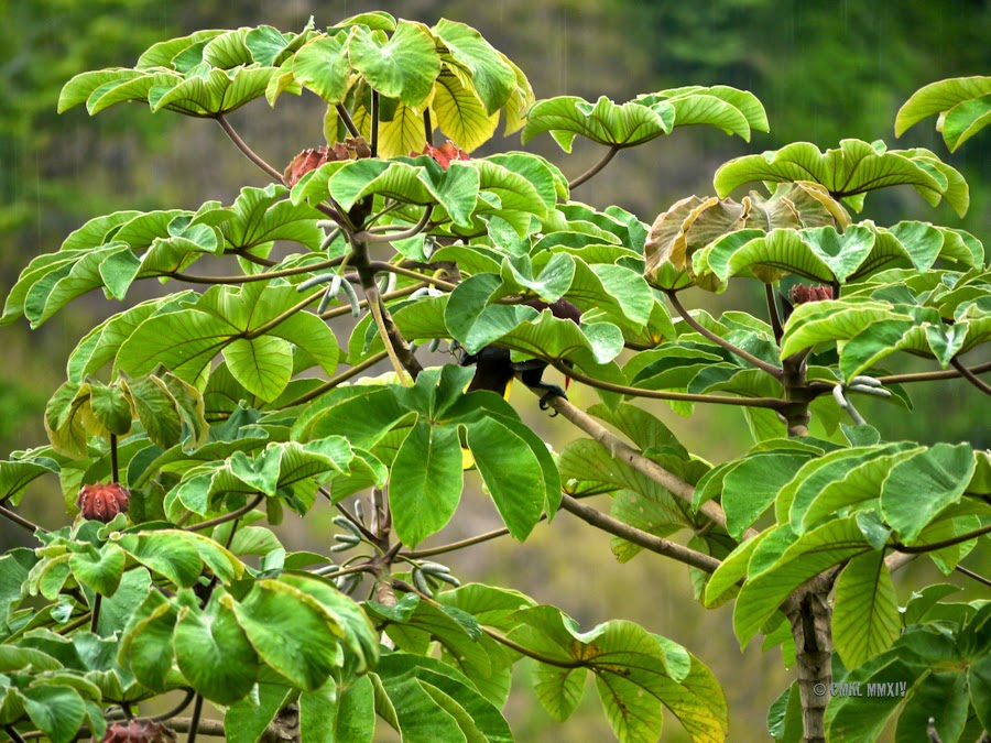 c1f8b-oropendola-07-1260663