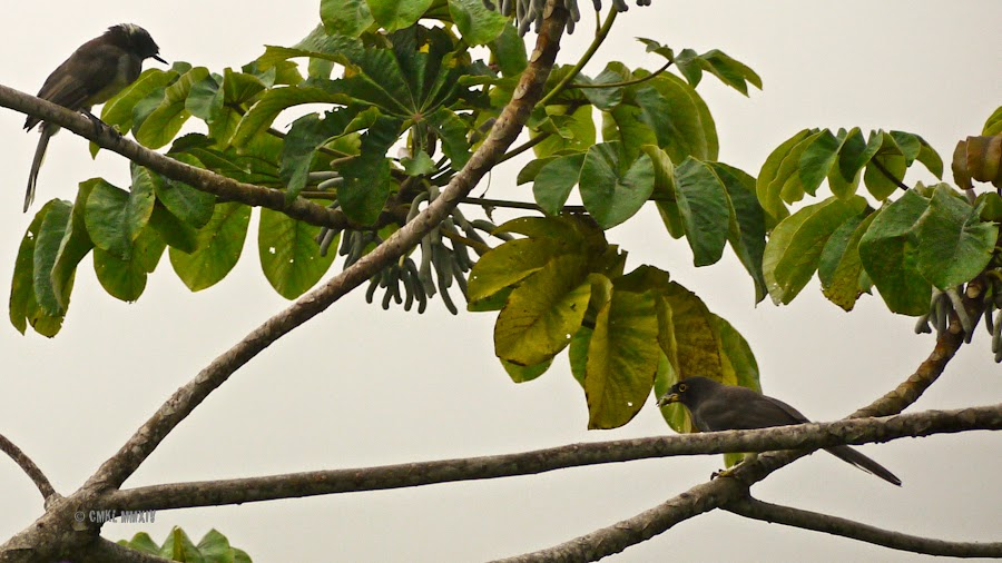 dbfe5-brownjay-15-1260872