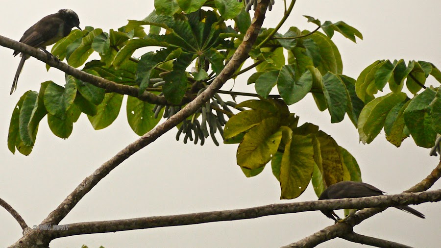 e9a64-brownjay-13-1260869