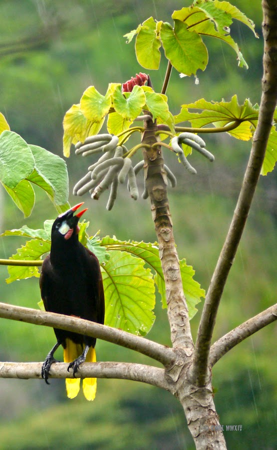f967c-oropendola-02-1260544