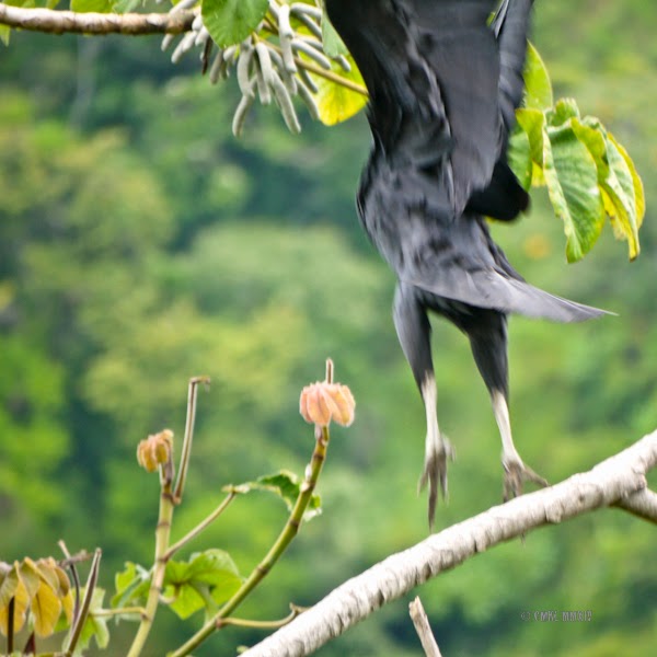 106ae-coragyps-06-1270016