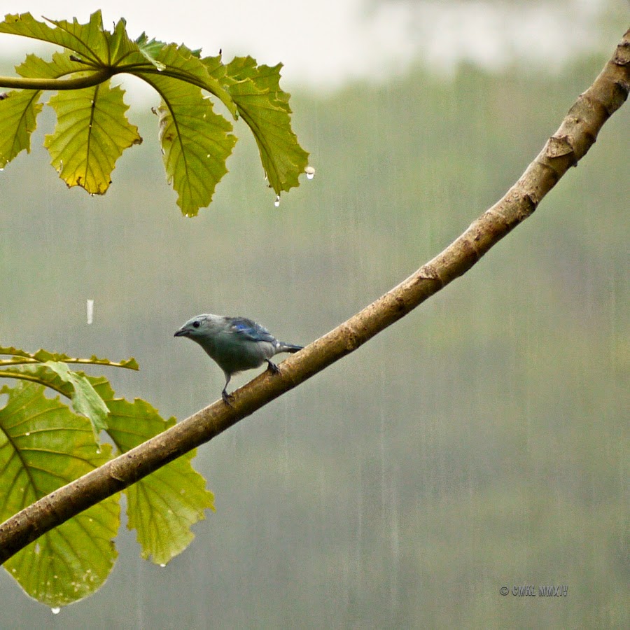 24b4c-wetter-bluebird-1260920