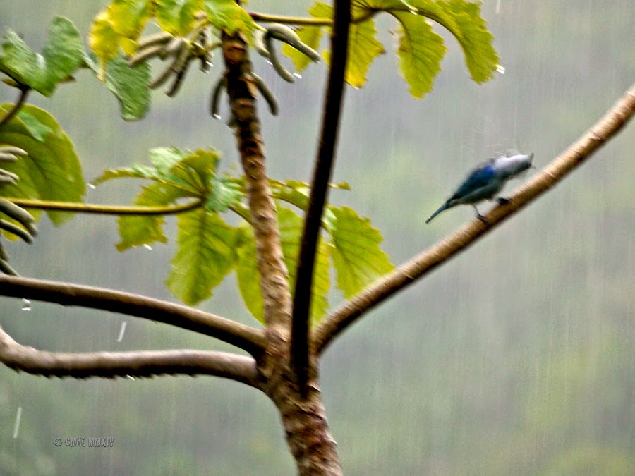 46511-wettest-bluebird-1260917