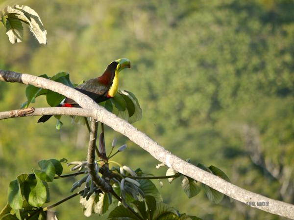 AM.Toucan.01-1270844