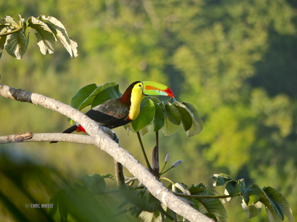 AM.Toucan.02-1270847