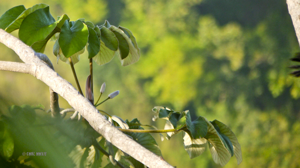 AM.Toucan.07-1270858