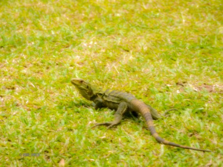 BlackIguanaFuzzy-1270301