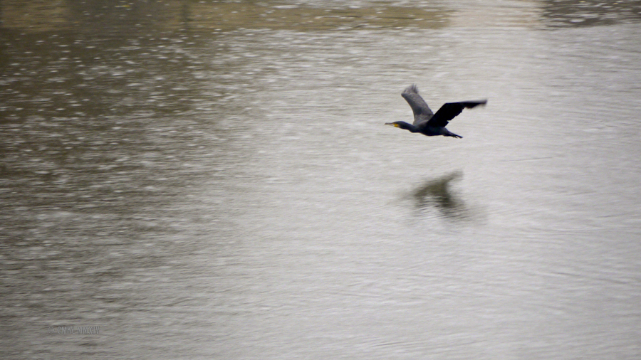 Cormorant.04-1290193