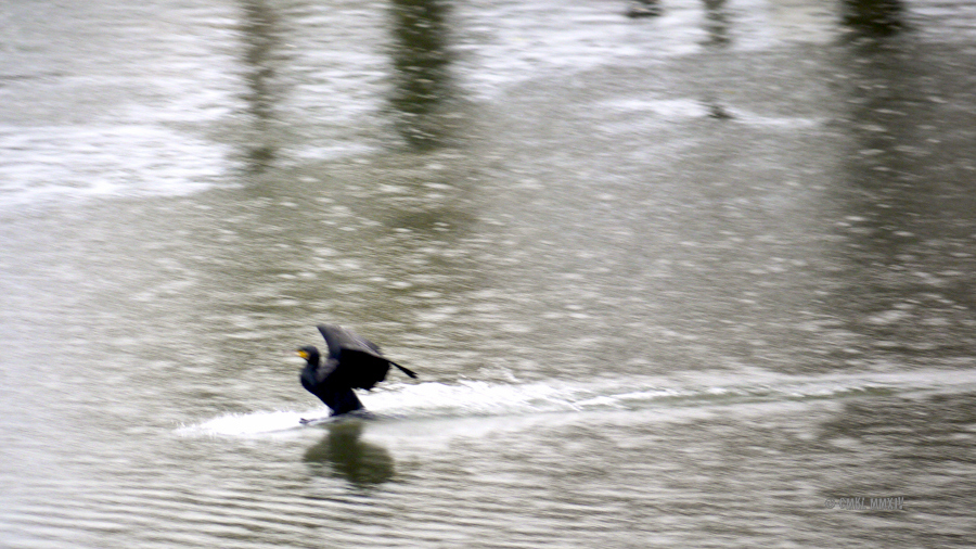 Cormorant.08-1290197