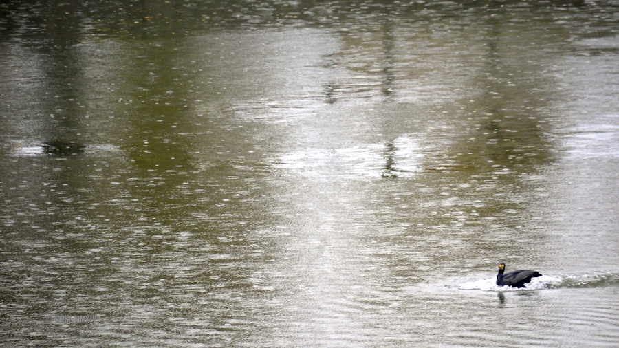 Cormorant.10-1290199