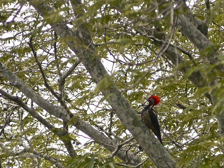 Dryocopus.02-1280992