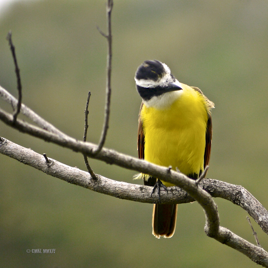 Great.Kiskadee.02-1280570