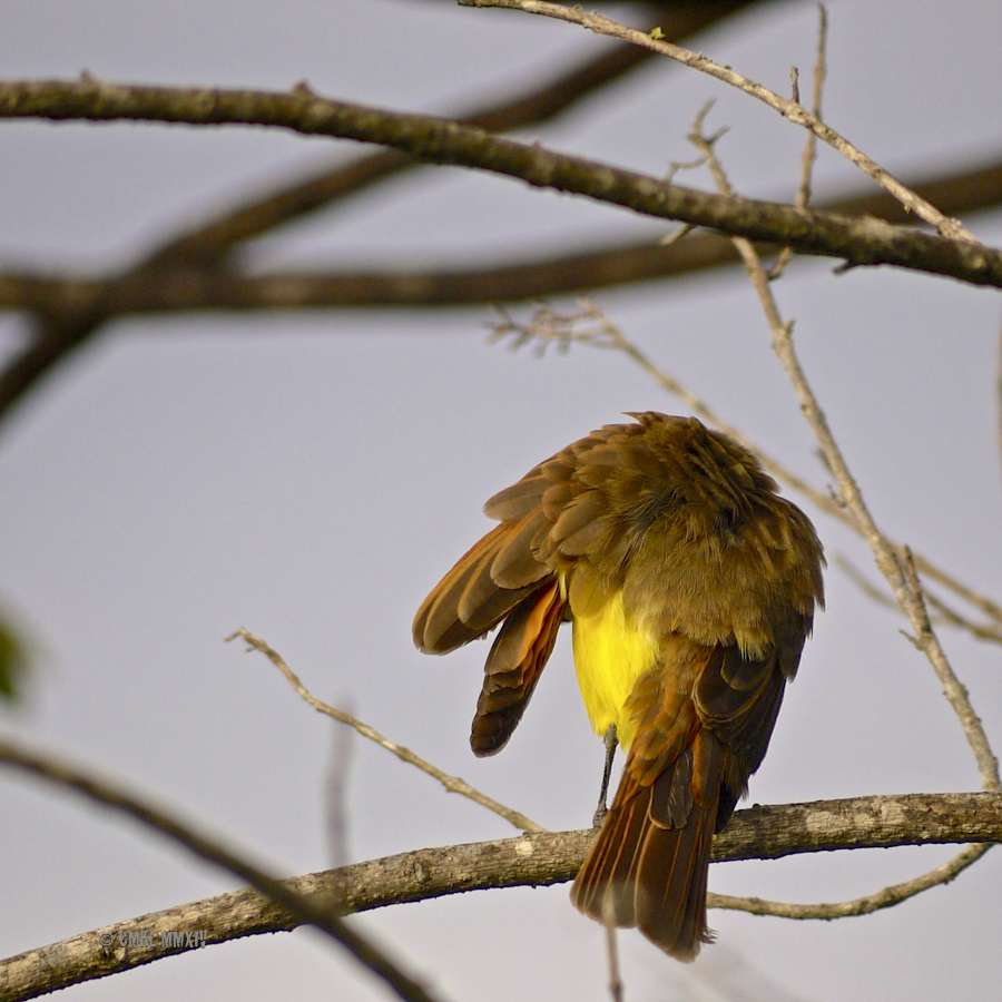 Great.Kiskadee.06-1270791