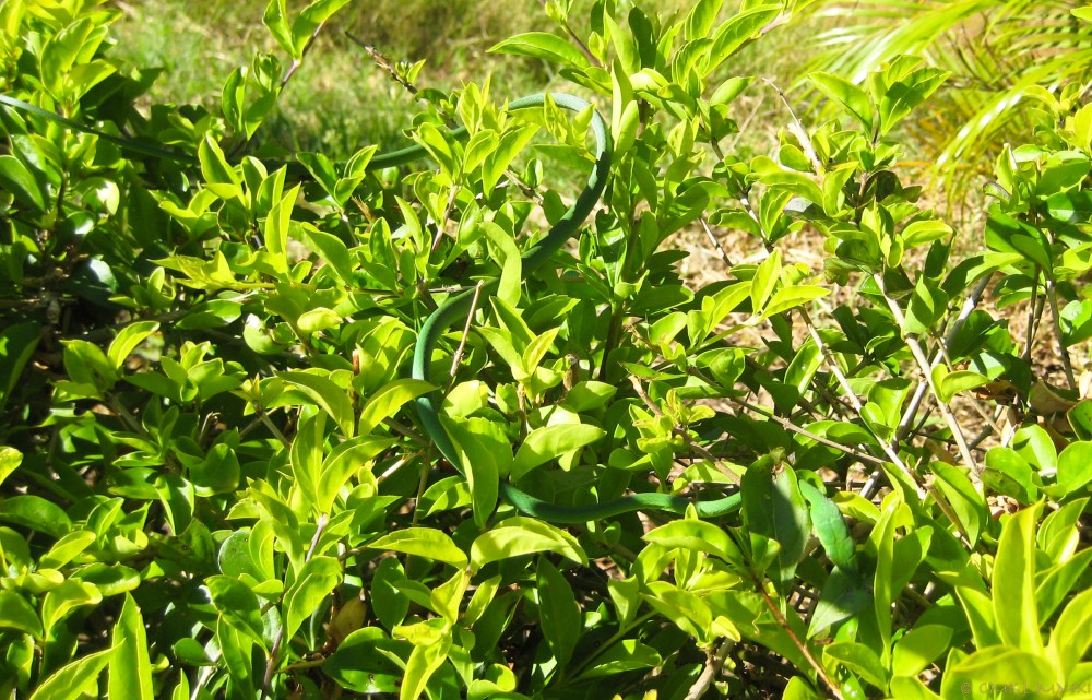 GreenSnake02-LR-1329