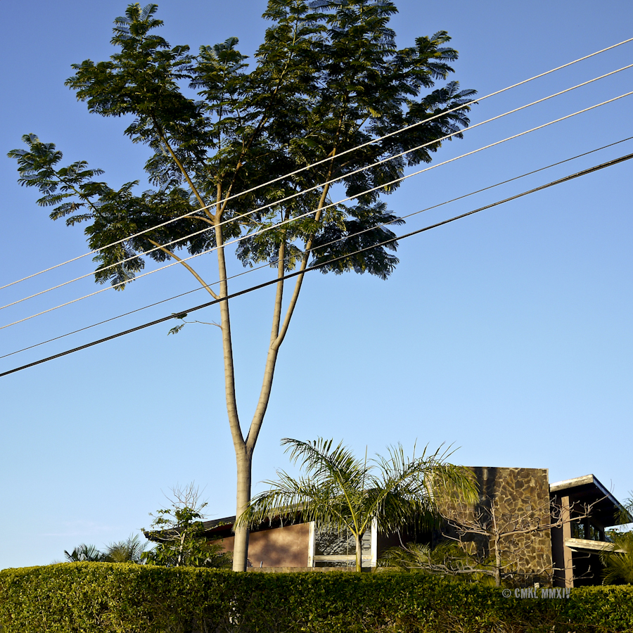 Jacaranda.03-1270834