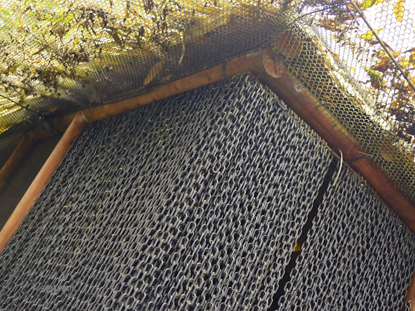 LaPaz.Animals.07-1270921