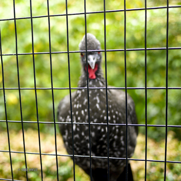 Crested Guan - Penelope purpurascens - a turkey-sized local bird. 