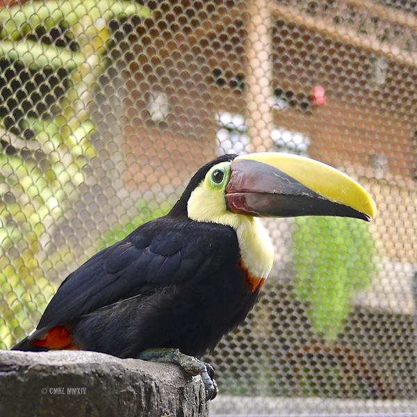 LaPaz.Animals.12-1270931