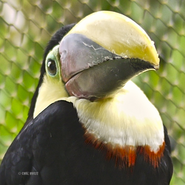 LaPaz.Animals.13B-1270932