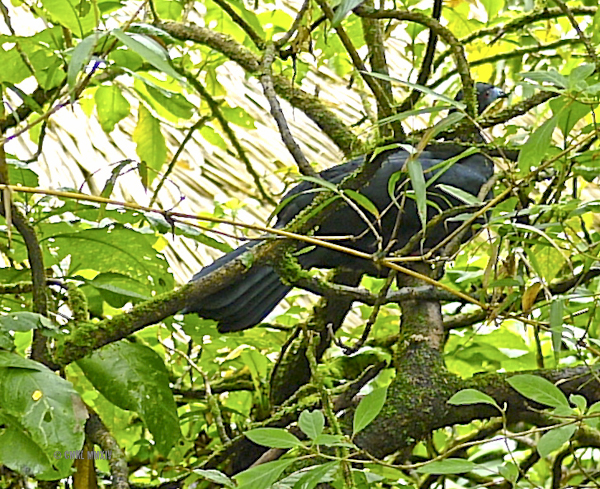 LaPaz.Animals.25-1270965