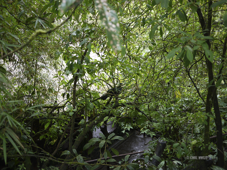 LaPaz.Animals.25B-1270965