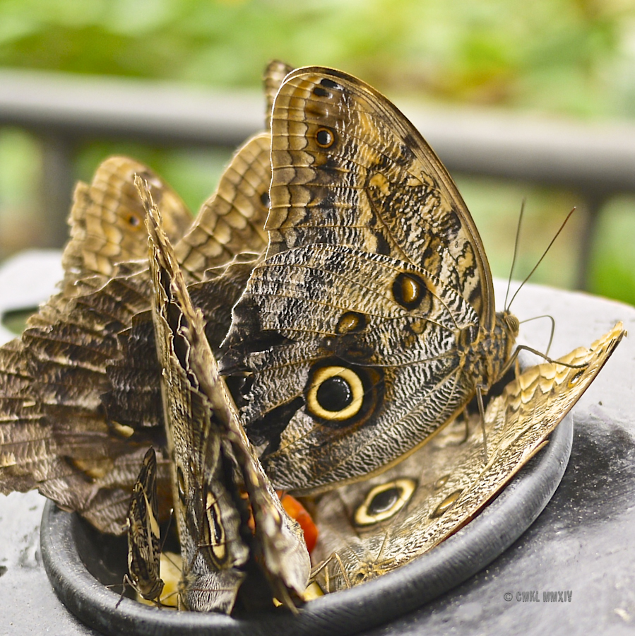 LaPaz.Lepidoptera.04-1270987