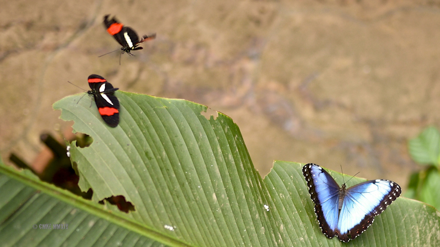 LaPaz.Lepidoptera.05-1270997